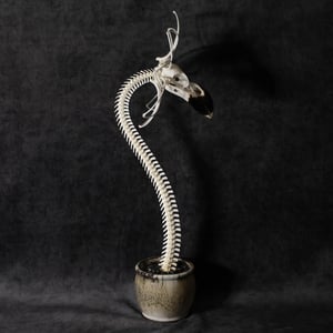 Image of WHITE-NECKED RAVEN SKELLA-DAISY!!