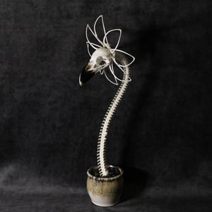 Image of WHITE-NECKED RAVEN SKELLA-DAISY!!