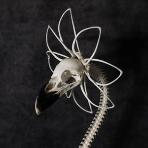 Image of WHITE-NECKED RAVEN SKELLA-DAISY!!