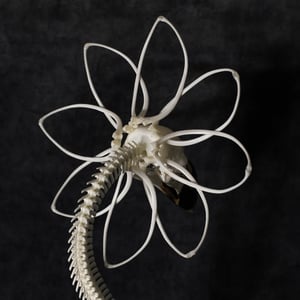 Image of WHITE-NECKED RAVEN SKELLA-DAISY!!