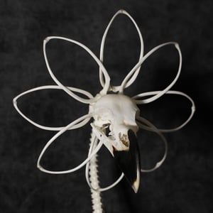 Image of WHITE-NECKED RAVEN SKELLA-DAISY!!