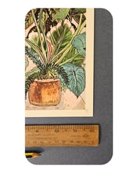 Image 5 of A3 - VINTAGE GREEN HOUSE