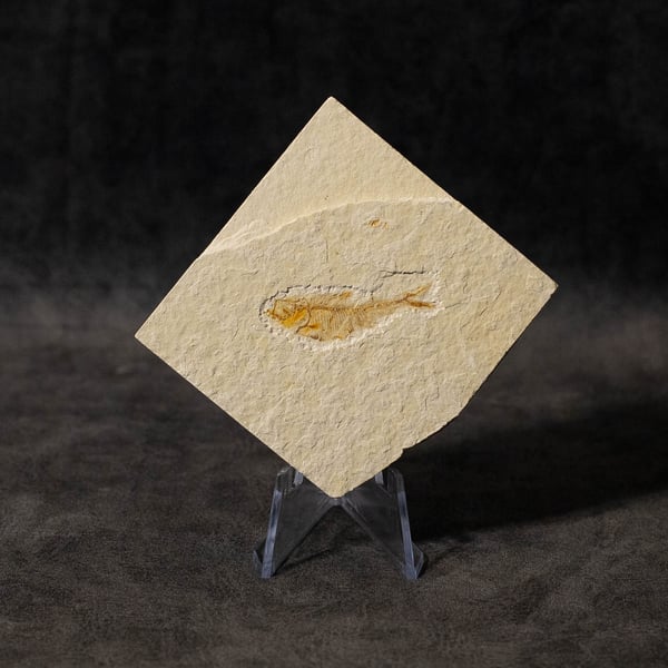 Image of Fish Fossil ( Diplomystus )