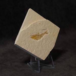 Image of Fish Fossil ( Diplomystus )