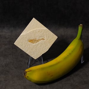 Image of Fish Fossil ( Diplomystus )