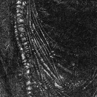 Image 4 of Portrait de Orkhay Talgor, Grifflige de Kharkun