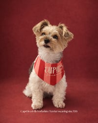 Image 2 of BANDANA | Cupid's Favorite