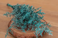Image 1 of Preserved Limomium - 25g Teal