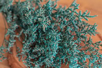 Image 2 of Preserved Limomium - 25g Teal