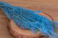 Preserved Melaleuca Bracteata - Blue