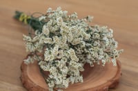 Image 1 of Crystal Flower - White/Green