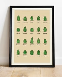 Image 1 of "All Stars" Répertoire Houblons - Poster A3