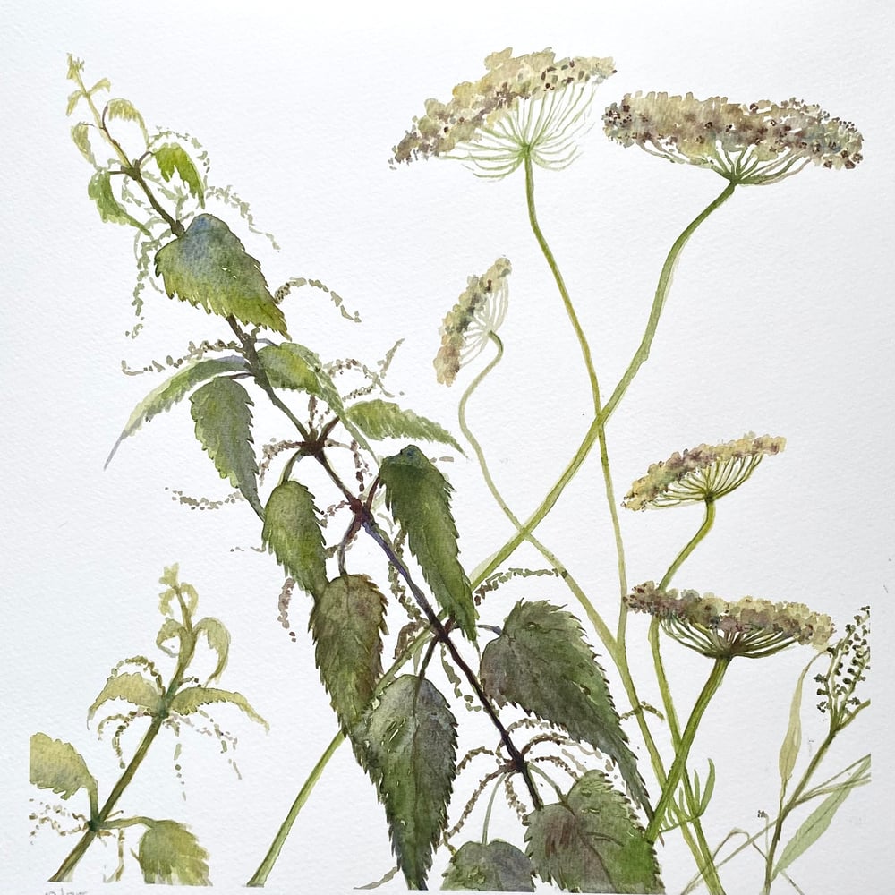 Image of Nettle Patch