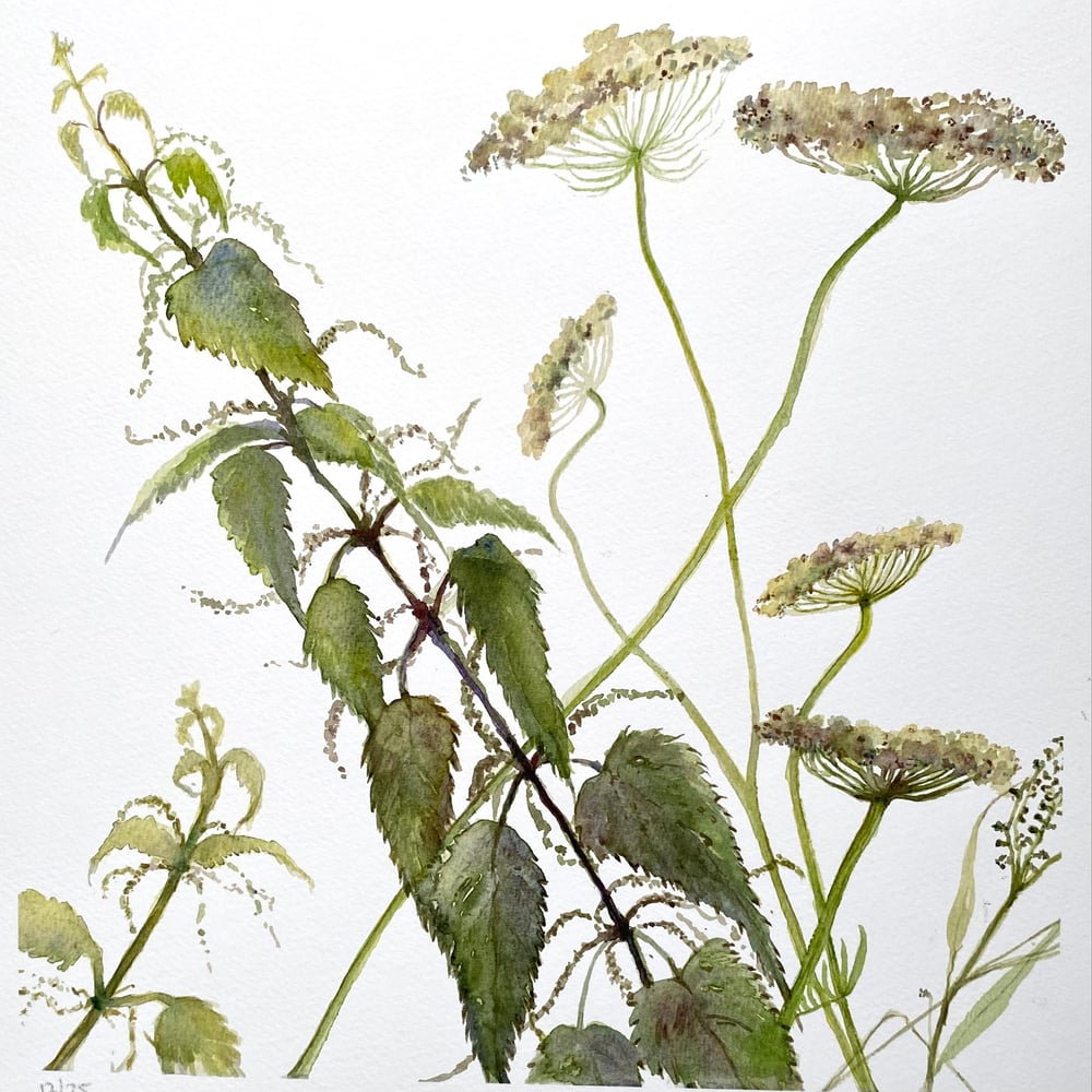 Image of Nettle Patch