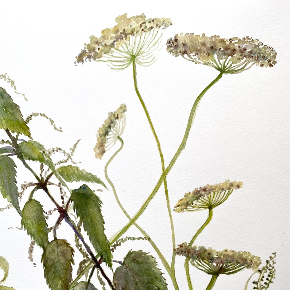 Image of Nettle Patch