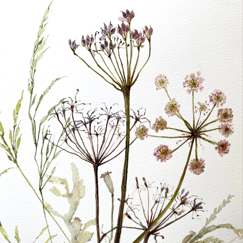 Image of Tall Grasses Ramblings