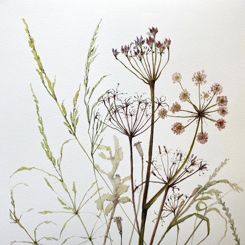 Image of Tall Grasses Ramblings