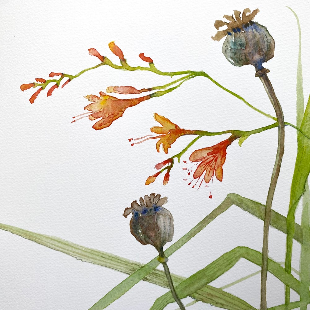 Image of Poppy Seadhead 1