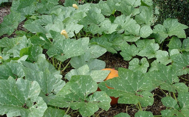 Seasonal fruit and vegetables 