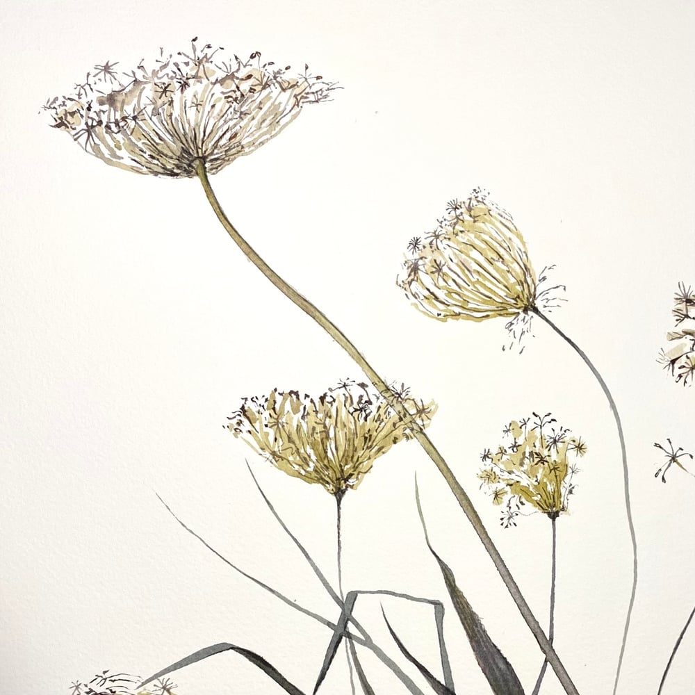 Image of Meadow Seedheads