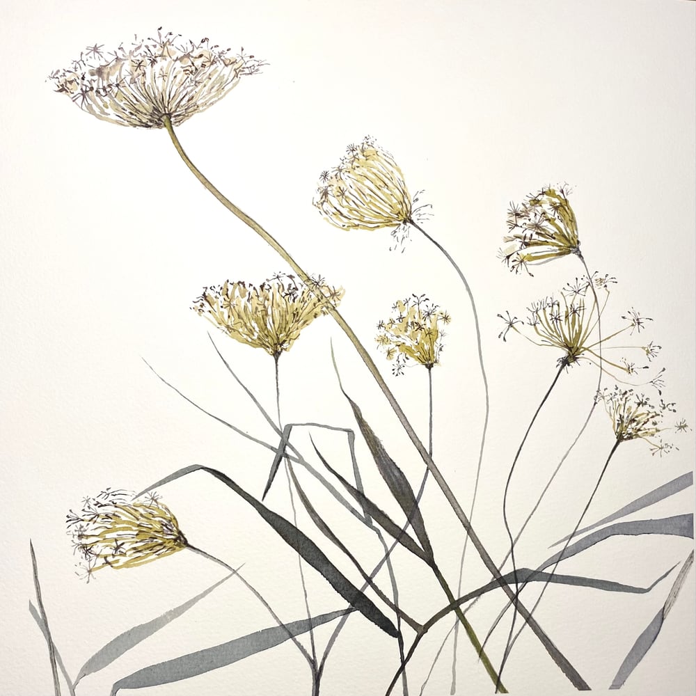 Image of Meadow Seedheads