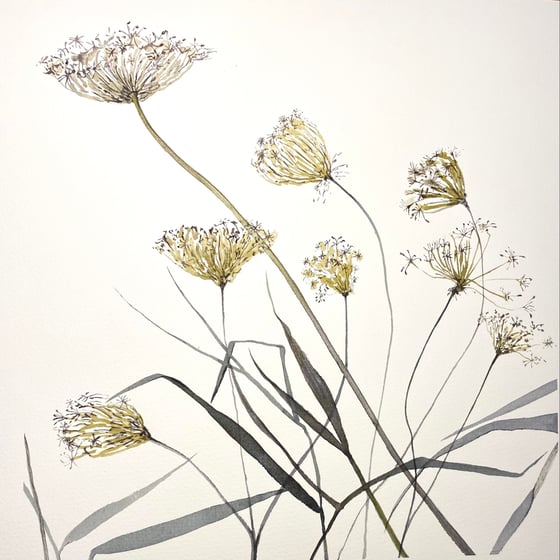 Image of Meadow Seedheads
