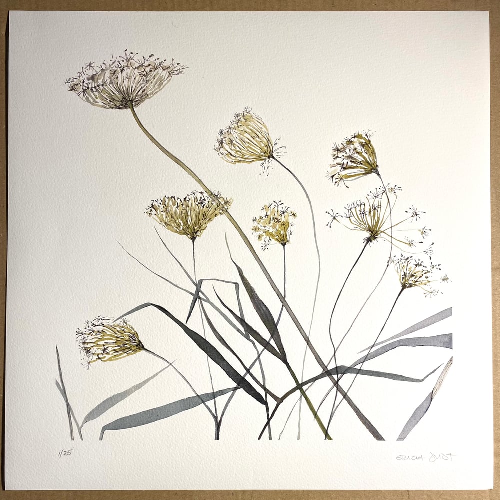 Image of Meadow Seedheads