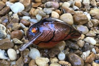 Image 8 of Custom Airbrushed S-CRANK 1.5 Squarebill Crankbait 7549