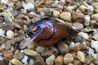 Image 10 of Custom Airbrushed S-CRANK 1.5 Squarebill Crankbait 7549