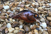 Image 11 of Custom Airbrushed S-CRANK 1.5 Squarebill Crankbait 7549