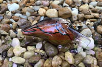 Image 13 of Custom Airbrushed S-CRANK 1.5 Squarebill Crankbait 7549