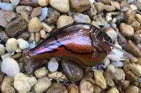 Image 14 of Custom Airbrushed S-CRANK 1.5 Squarebill Crankbait 7549