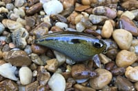 Image 2 of SPEEDBAITS Custom Airbrushed BFS Flatside Wakebait 7678