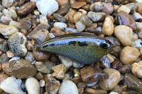 Image 4 of SPEEDBAITS Custom Airbrushed BFS Flatside Wakebait 7678