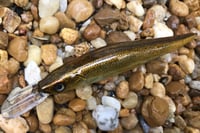 Image 6 of Custom Airbrushed Jerkbait TA 110+ 3287