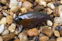 Image 3 of SPEEDBAITS Custom Airbrushed BFS Flatside Wakebait 3314