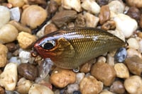 Image 4 of SPEEDBAITS Custom Airbrushed BFS Flatside Wakebait 3350