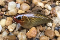 Image 5 of SPEEDBAITS Custom Airbrushed BFS Flatside Wakebait 3350