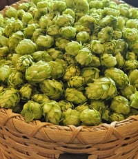 Dried Hop Flowers,  Humulus lupulus