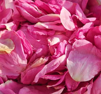 Dried Nootka Rose Petals, Rosa nutkana