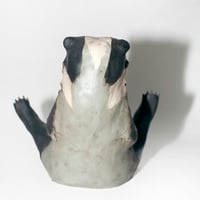 Image 5 of European Badger 