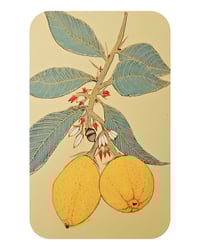 Image 2 of A3 - BOTANICAL LEMONS -SALE - SUPER SECONDS FESTIVAL
