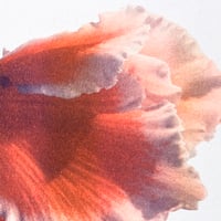 Image 2 of Affiche Riso — Cyclamen #2 — A3