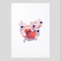 Image 1 of Affiche Riso — Ornithogalum #1 — A4
