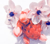 Image 3 of Affiche Riso — Ornithogalum #1 — A4