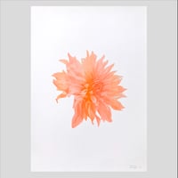 Image 1 of Affiche Riso — Dahlia #1 —  A3