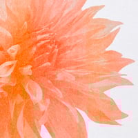 Image 3 of Affiche Riso — Dahlia #1 —  A3