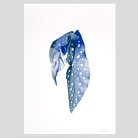 Image 1 of Affiche Riso — Bégonia #2 — A3