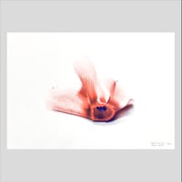 Image 1 of Affiche Riso — Cyclamen #3 — A4