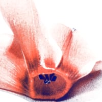 Image 2 of Affiche Riso — Cyclamen #3 — A4